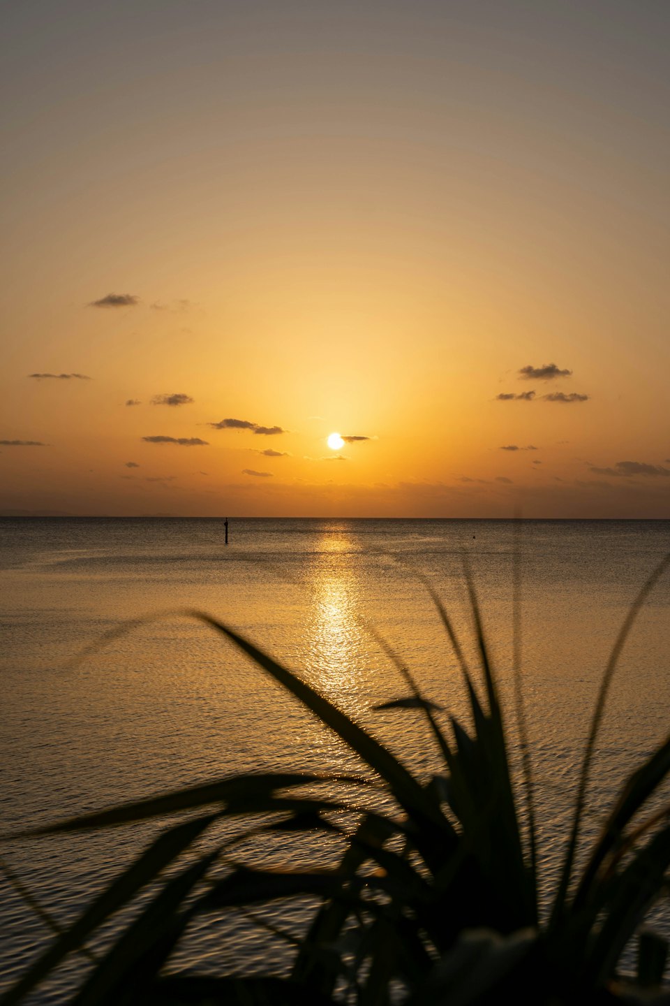 Tramonto dorato si riflette sull'acqua calma con foglie appuntite in silhouette.